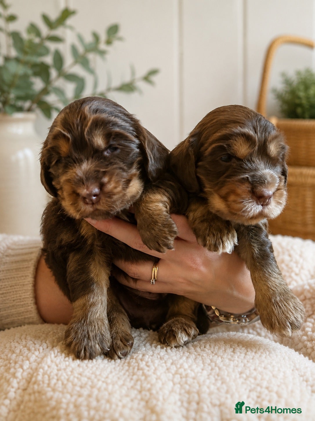 Cocker Spaniel dogs Health tested show cocker spaniel puppies - Advert 2