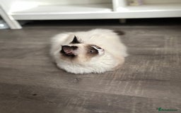 Ragdoll cats for sale: Stunning gccf seal mitted  girl really fluffy  - Image 11