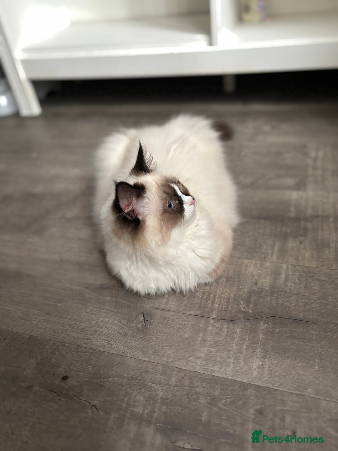 Ragdoll cats for sale: Stunning gccf seal mitted  girl really fluffy  - Image 11