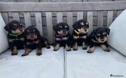 Mixed Breed dogs for sale: F1 MINI SCHNOODLE PUPPIES  - Image 23