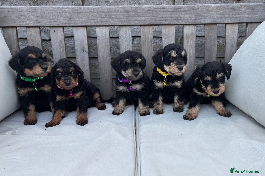 Mixed Breed dogs for sale: F1 MINI SCHNOODLE PUPPIES  - Image 23