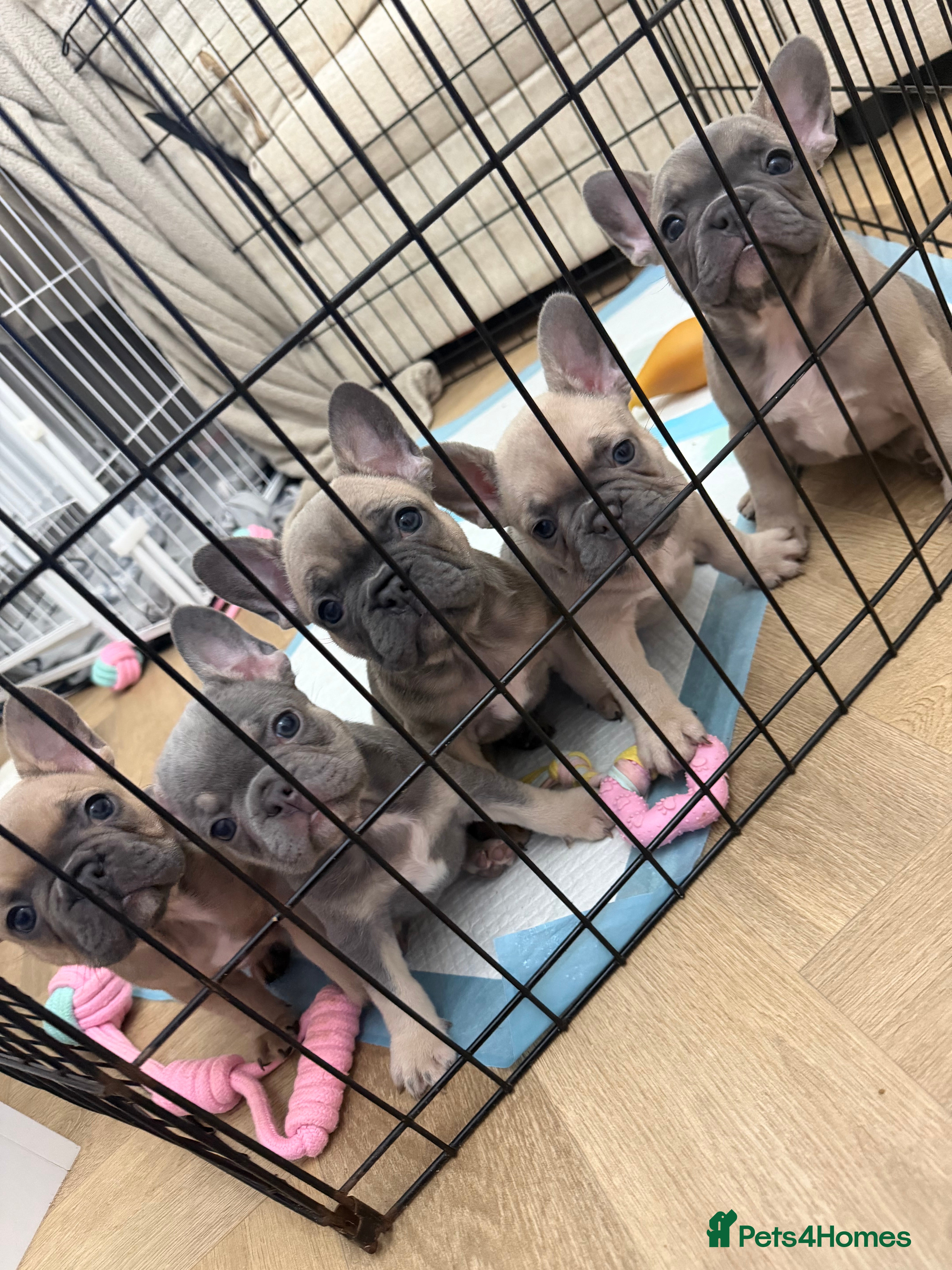 French Bulldog dogs French bulldog puppys - Advert 15
