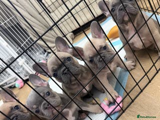 French Bulldog dogs LAST French bulldog puppy!!!!!!! - Advert 16