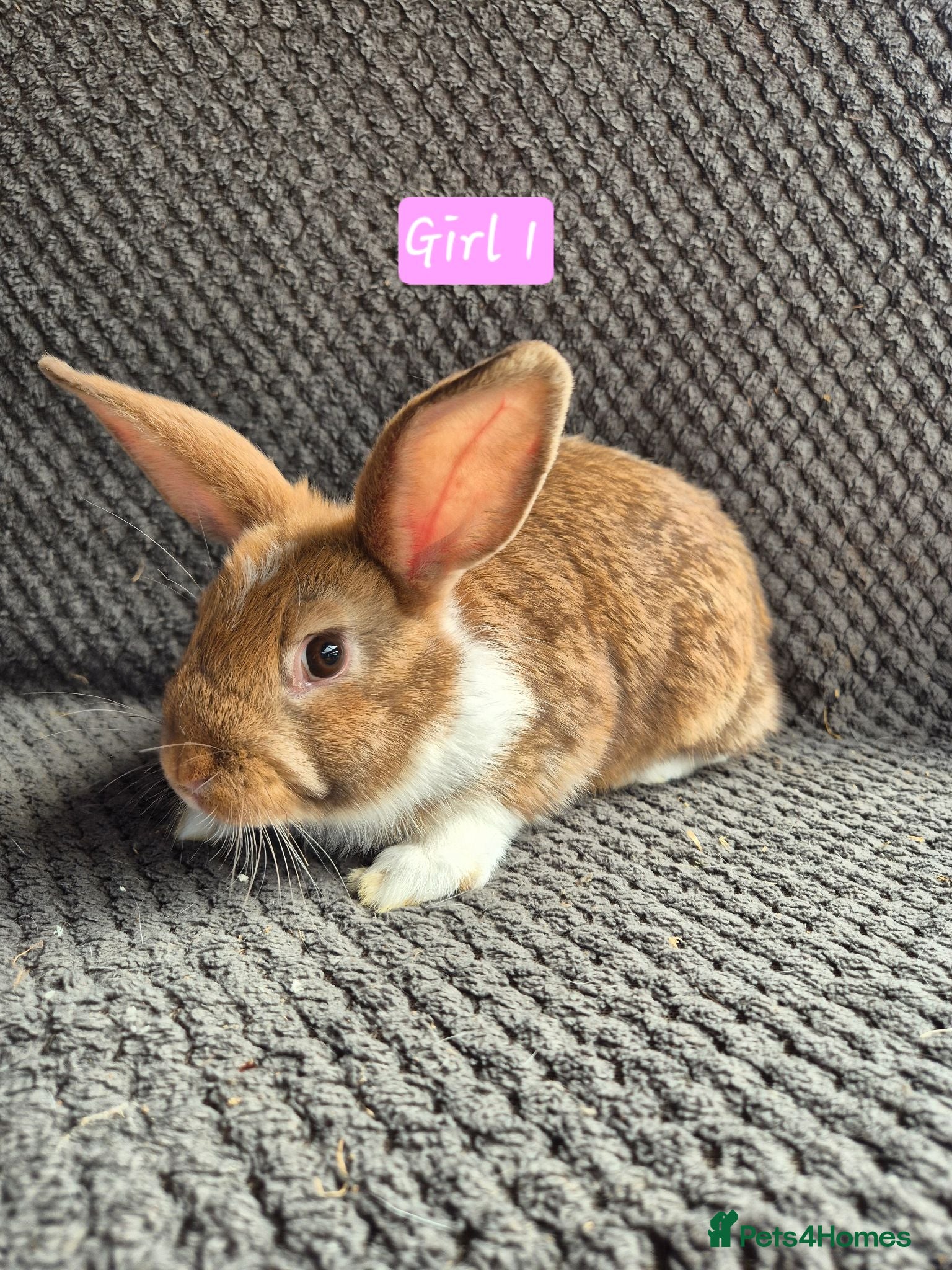 Mini Lion Lop rabbits Mini Lion Lop Bunnies - Advert 15