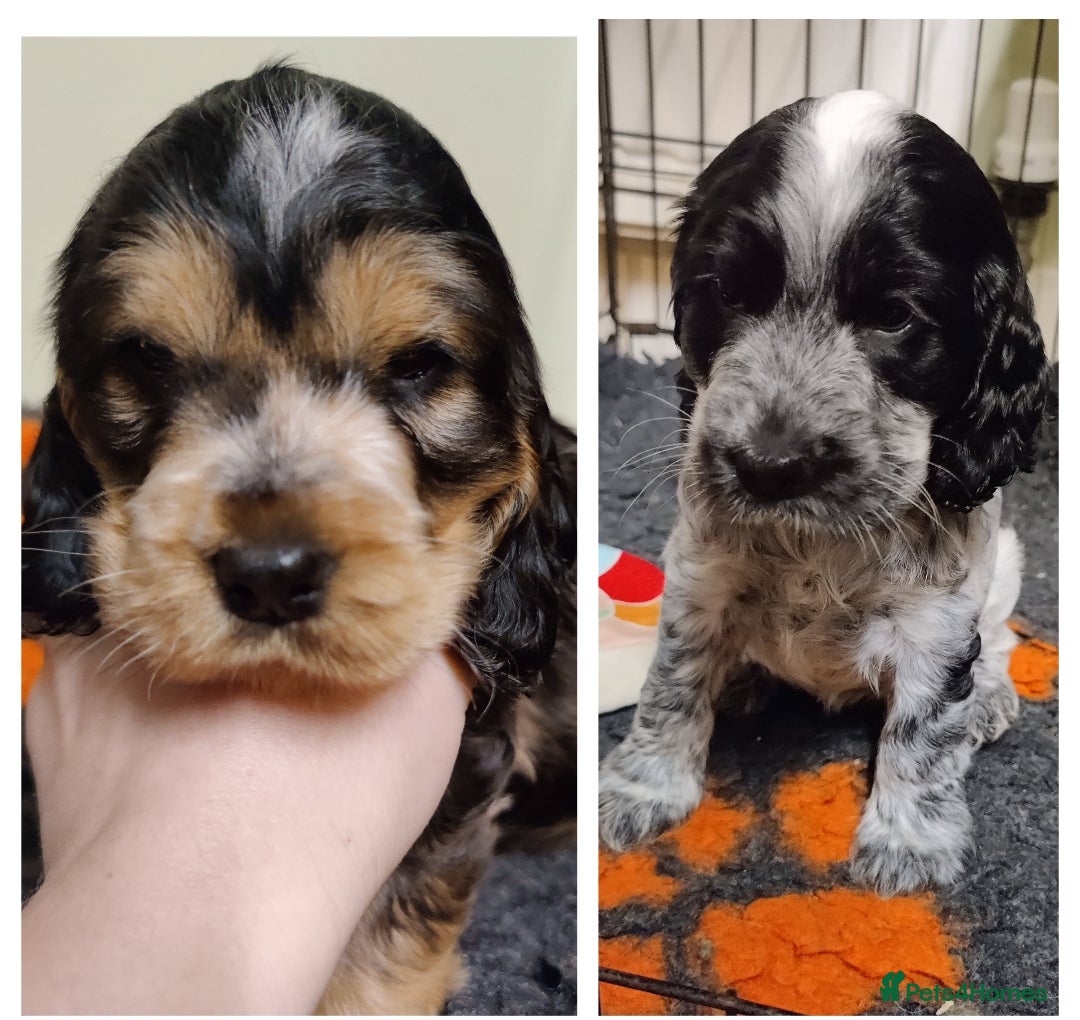 Cocker Spaniel dogs KC Registered Show Type Cocker Spaniel  - Advert 1