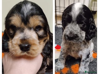 Cocker Spaniel dogs KC Registered Show Type Cocker Spaniel - Advert 17