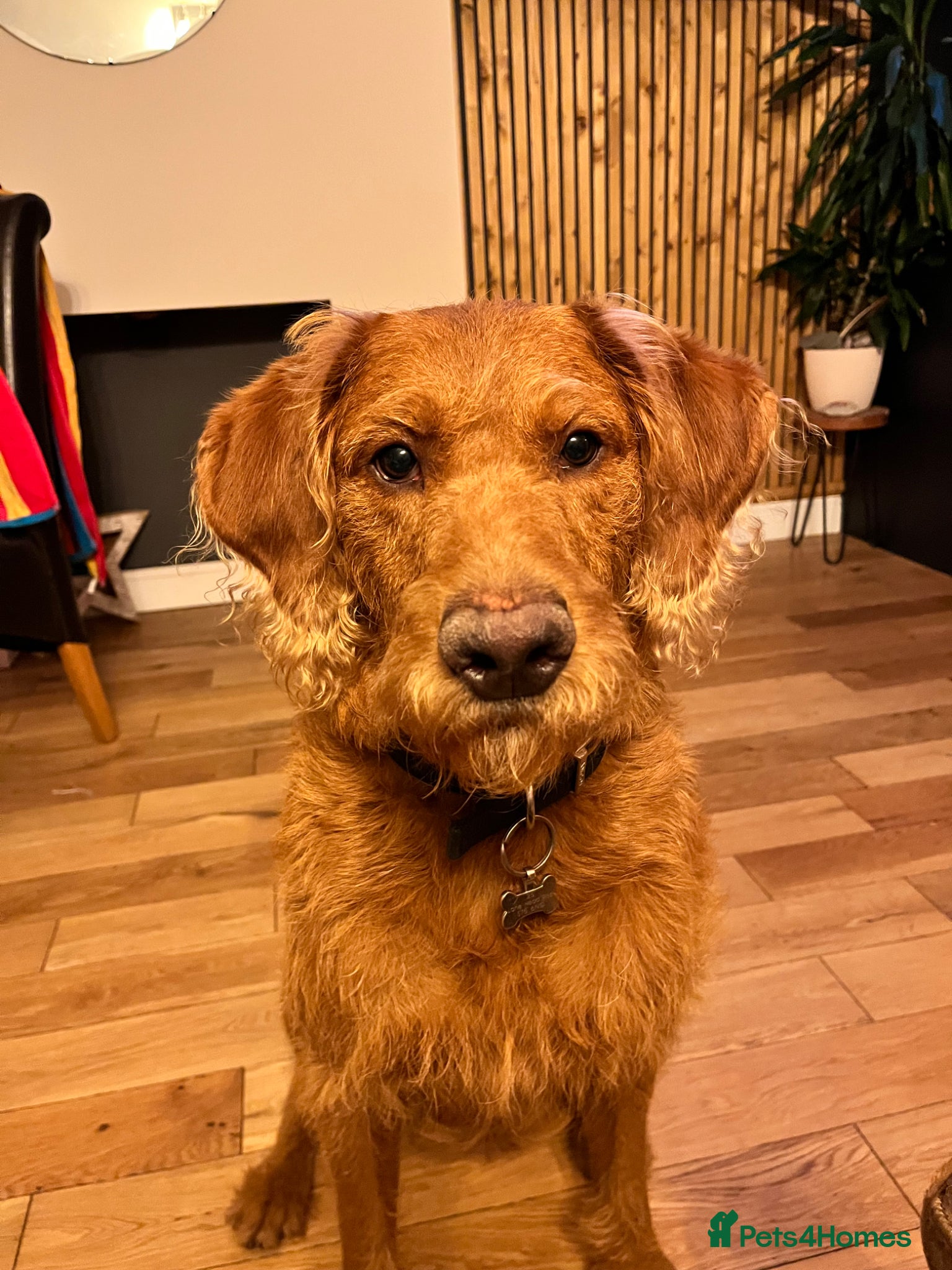 Labradoodle dogs Stan 21 month old labradoodle  - Advert 1