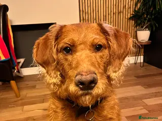 Labradoodle dogs Stan 21 month old labradoodle - Advert 1