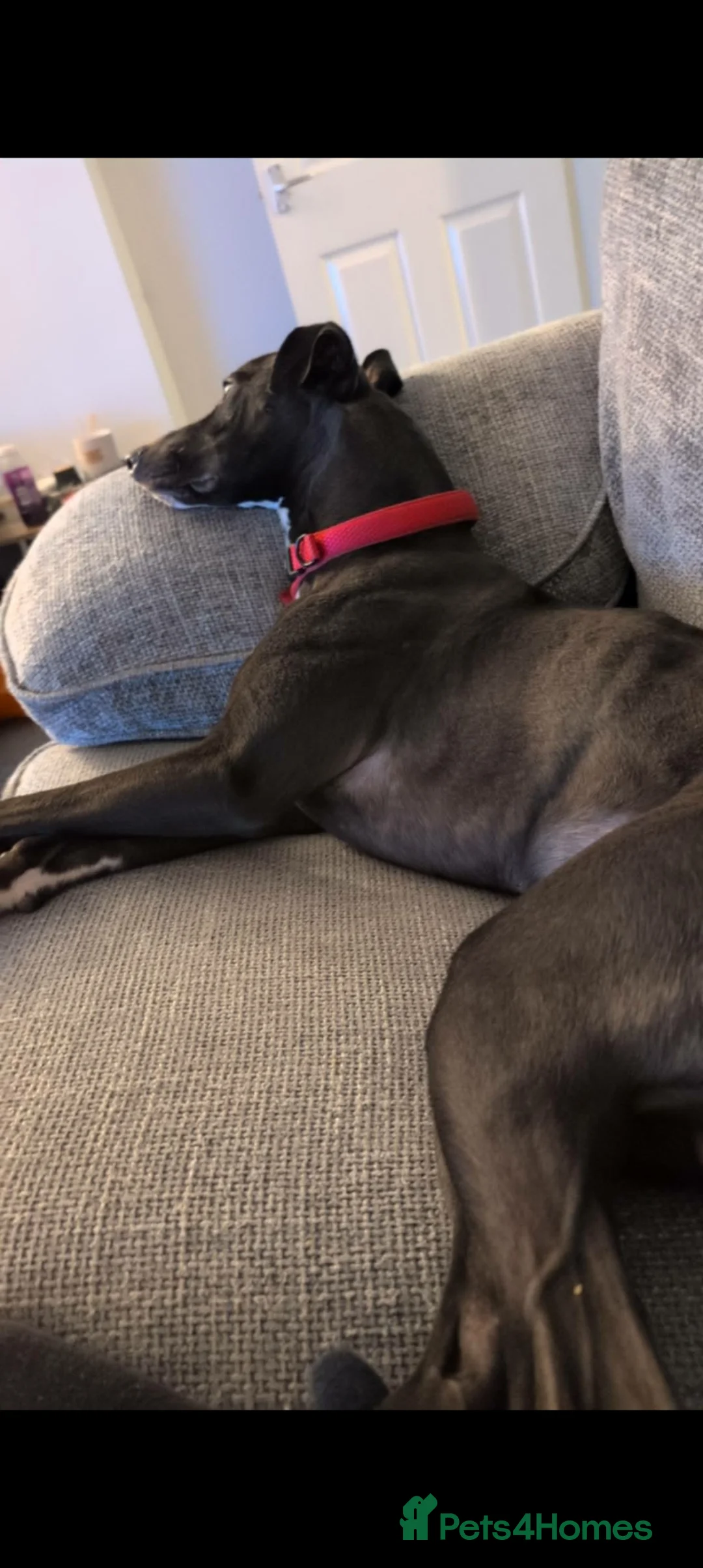 Mixed Breed dogs for sale: Lurcher male in Lichfield - Advert 5