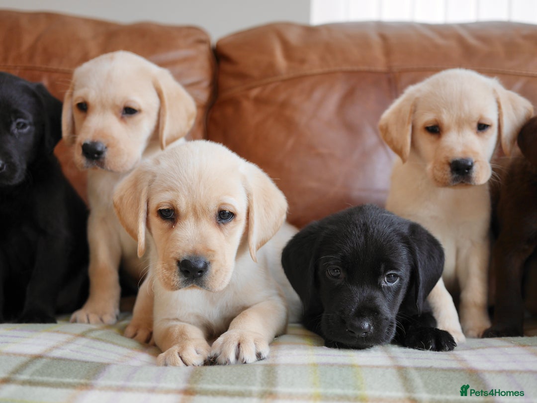 Labrador Retriever dogs for sale: Quality Health Tested Labrador Puppies - Image 10