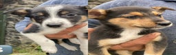 Mixed Breed dogs for sale: Huntaway Cross Breed Puppies - Advert 2