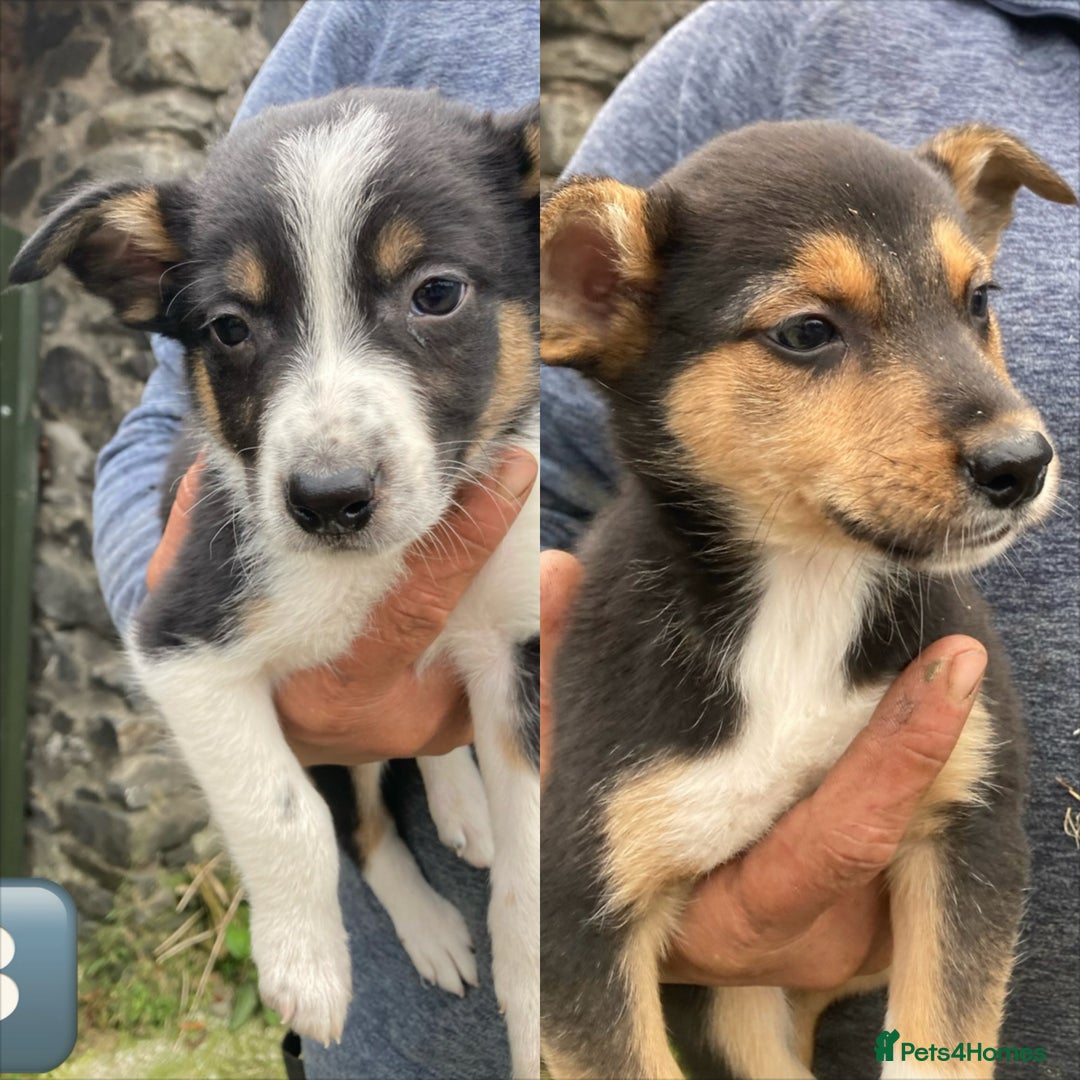 Mixed Breed dogs for sale: Huntaway Cross Breed Puppies - Advert 2
