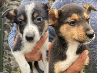 Mixed Breed dogs - Advert 13