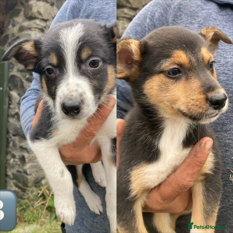 Mixed Breed dogs - Advert 3