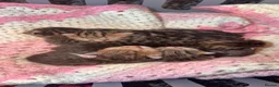 Bengal cats for sale: Bengal x tabby kittens  - Advert 3
