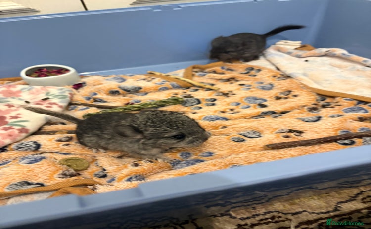 Chinchilla rodents - Advert 1