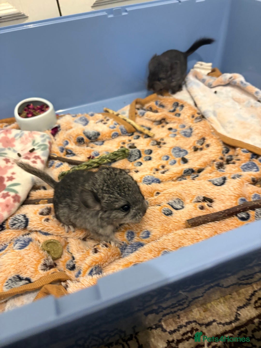 Chinchilla rodents for sale: Adorable tame chinchilla female kit - Image 1