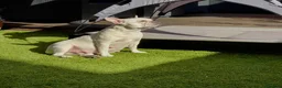 French Bulldog dogs for sale: Outstanding French Bulldog puppies  - Advert 24