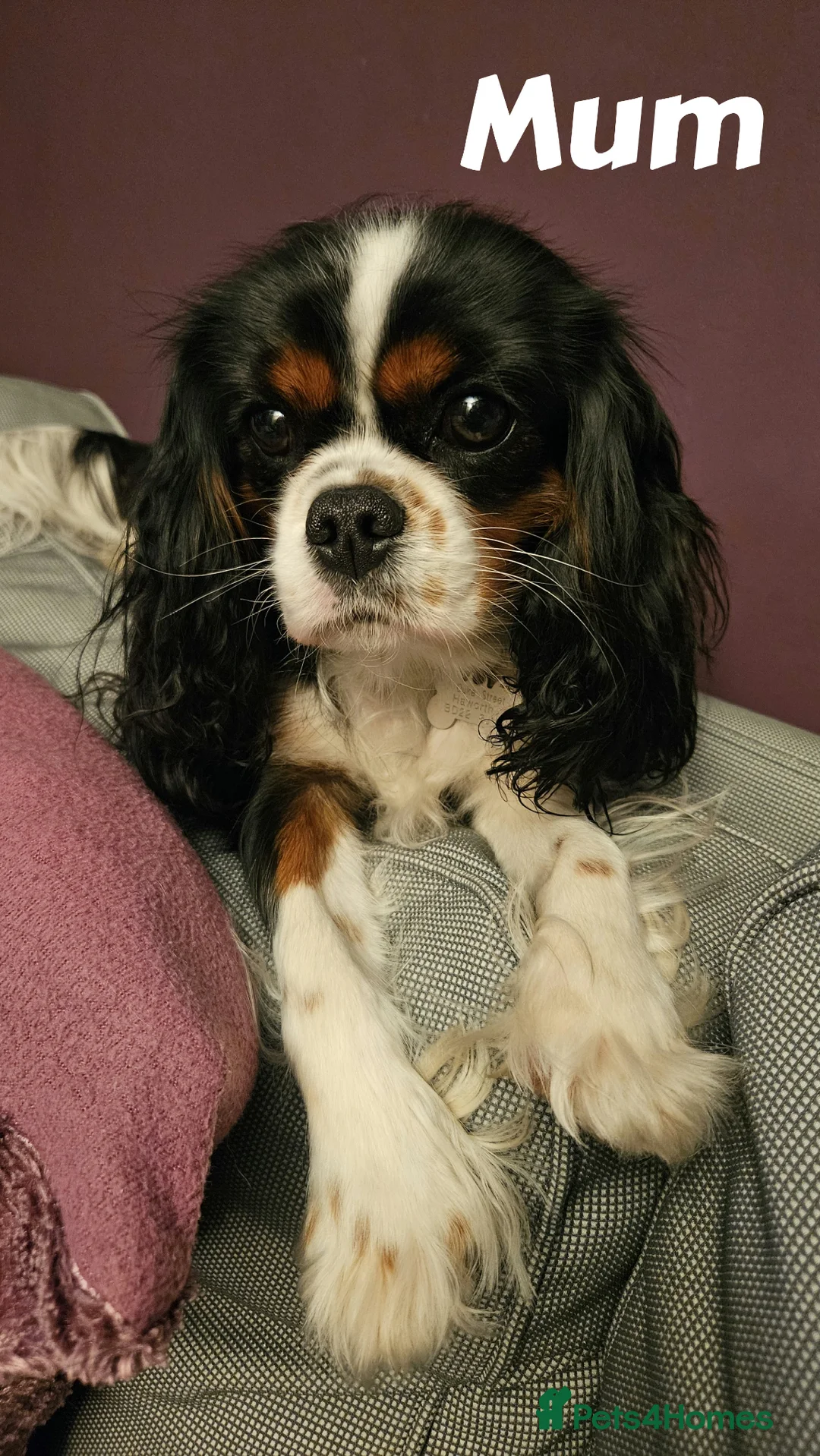 Cavalier King Charles Spaniel dogs for sale: Cavalier King Charles Puppies due 29/4/26 in Keighley - Advert 2