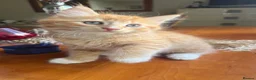 Mixed Breed cats for sale: Ginger Calico Tuxedo Kittens London-Richmond Sale - Advert 29