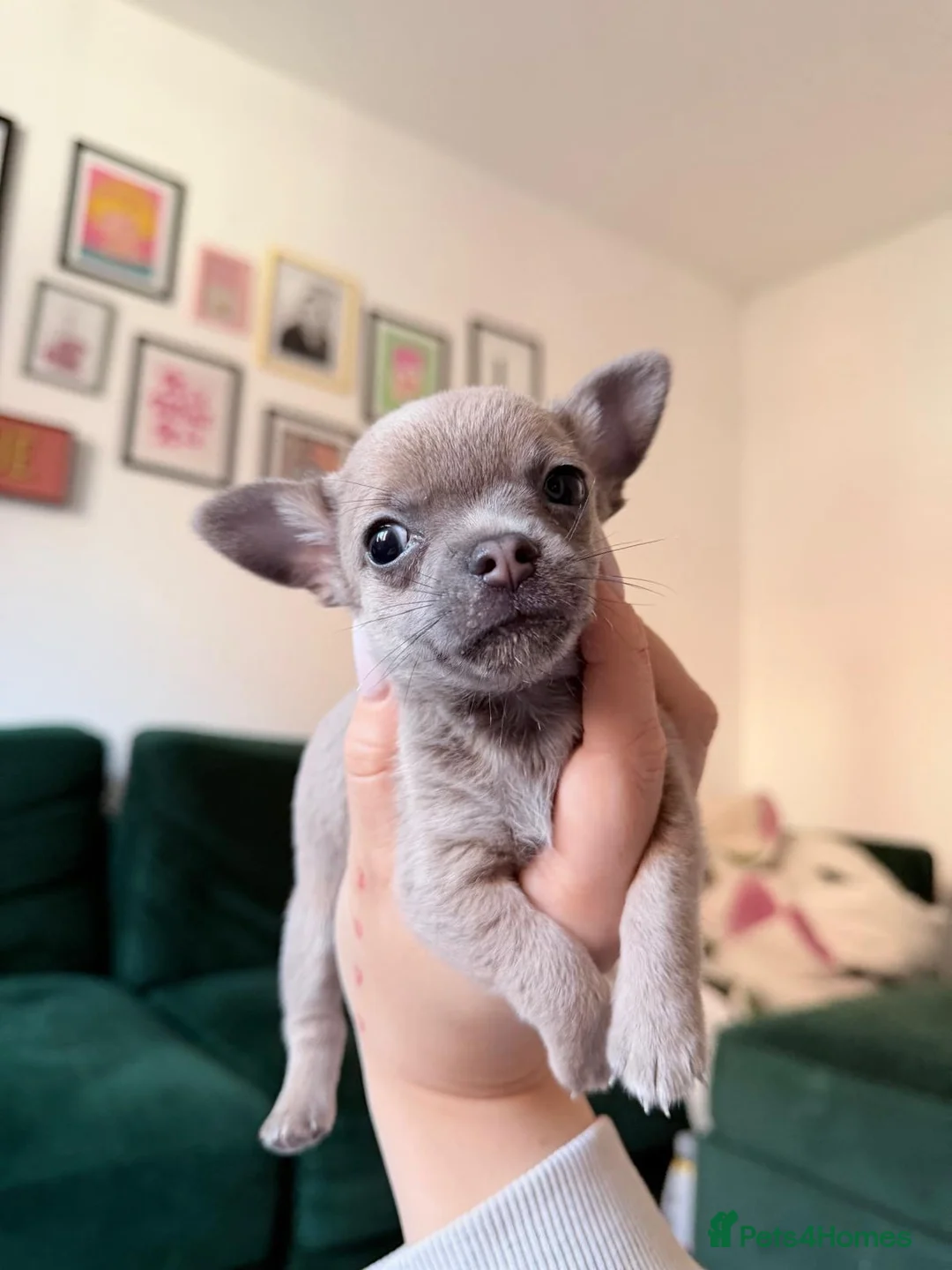 Chihuahua dogs for sale: Chihuahua Puppies 🎀🩷 - Advert 2