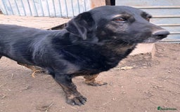 Mixed Breed dogs for adoption: Beautiful and Gentle LOLITA - for a Loving Home - Image 8