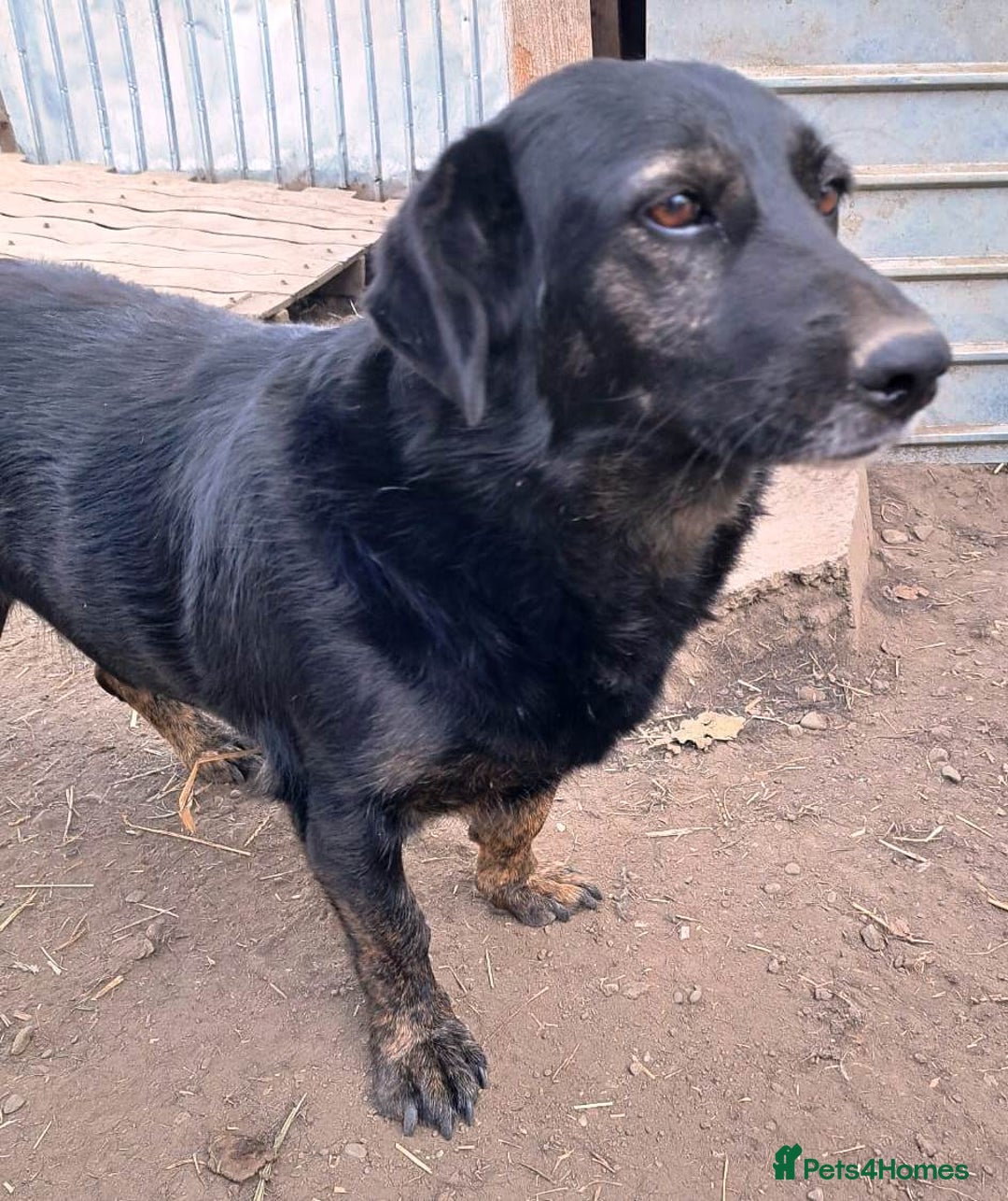 Mixed Breed dogs for adoption: Beautiful and Gentle LOLITA - for a Loving Home - Image 8