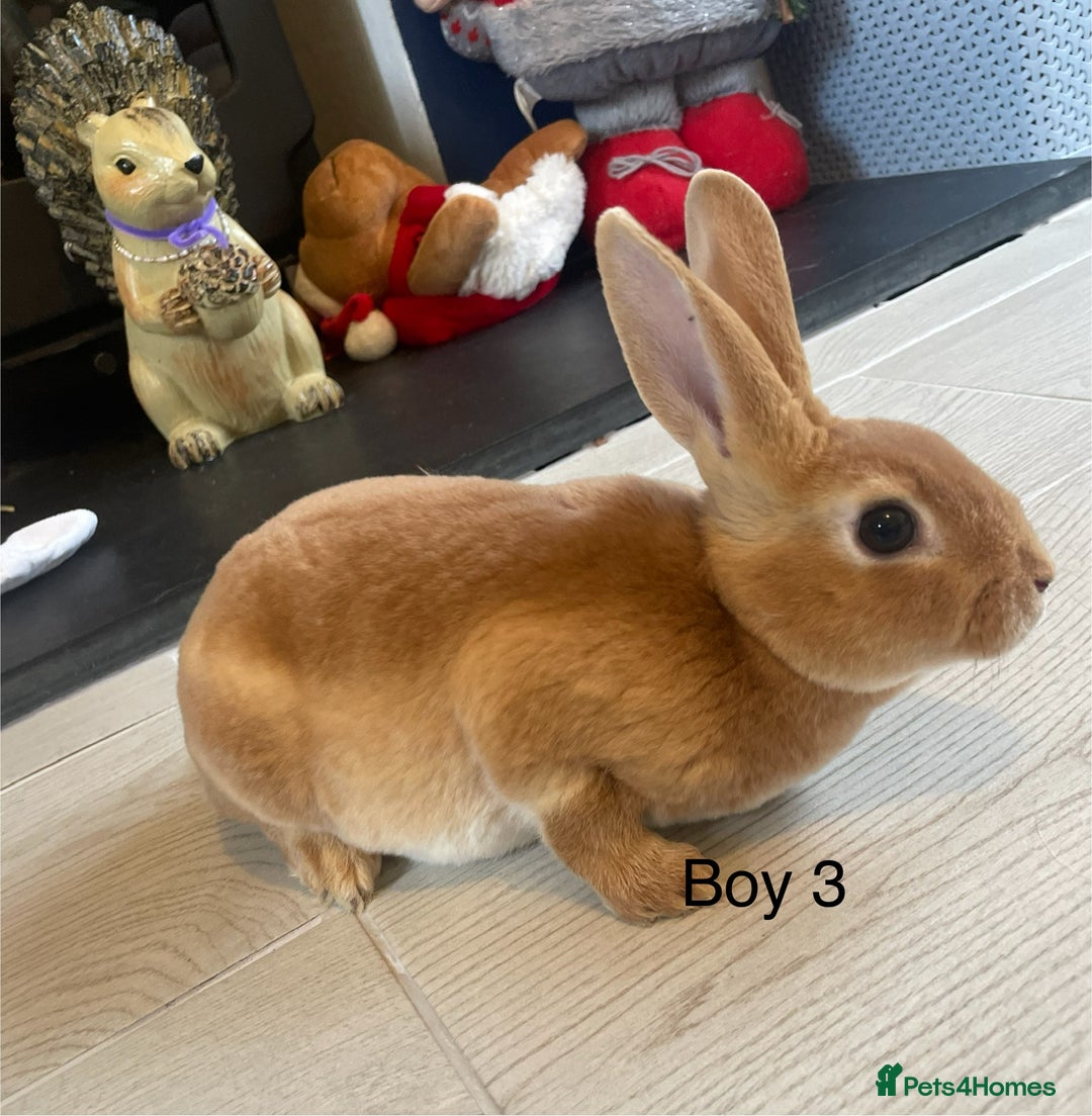 Rex rabbits for sale: 💖 9 week old mini Rex ready to leave 💙 - Advert 5