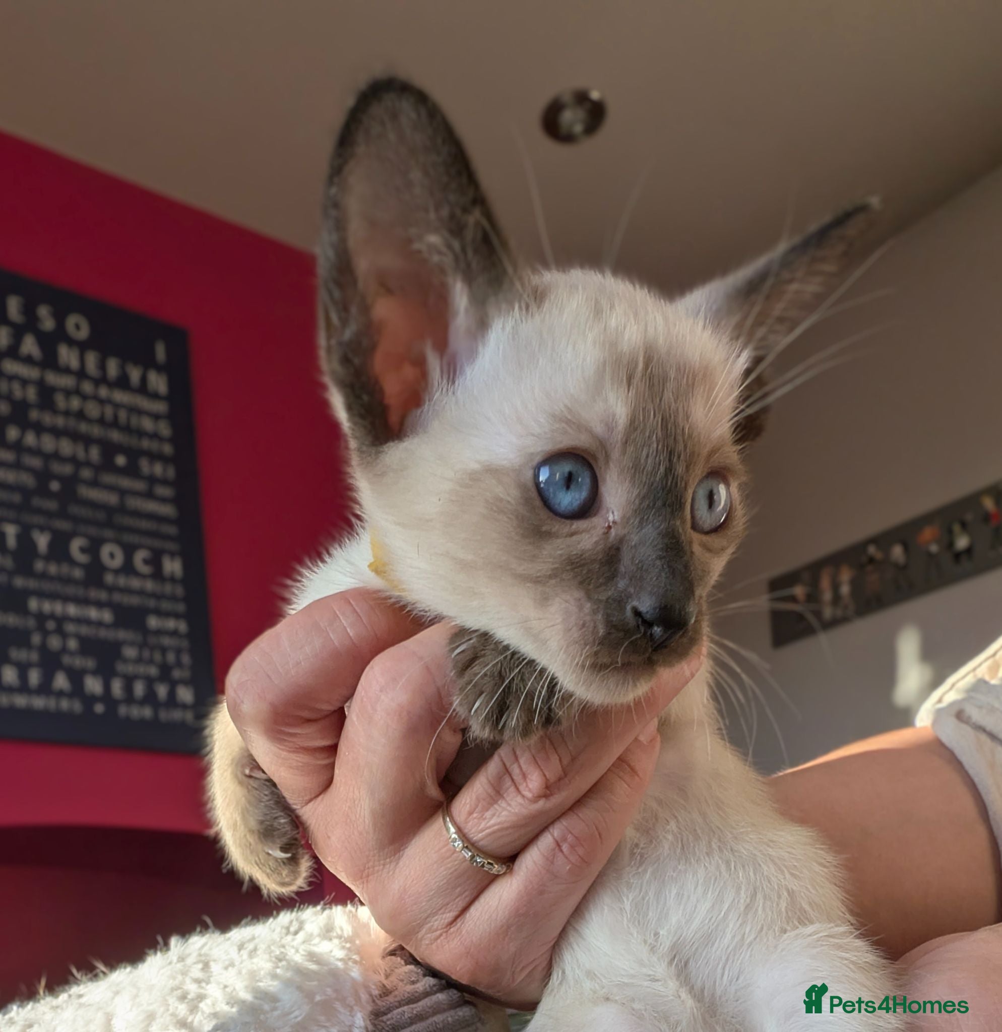 Siamese cats Beautiful Seal Point Pure Siamese kitten - Advert 1