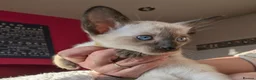 Siamese cats for sale: Beautiful Pure Siamese kittens - Advert 4