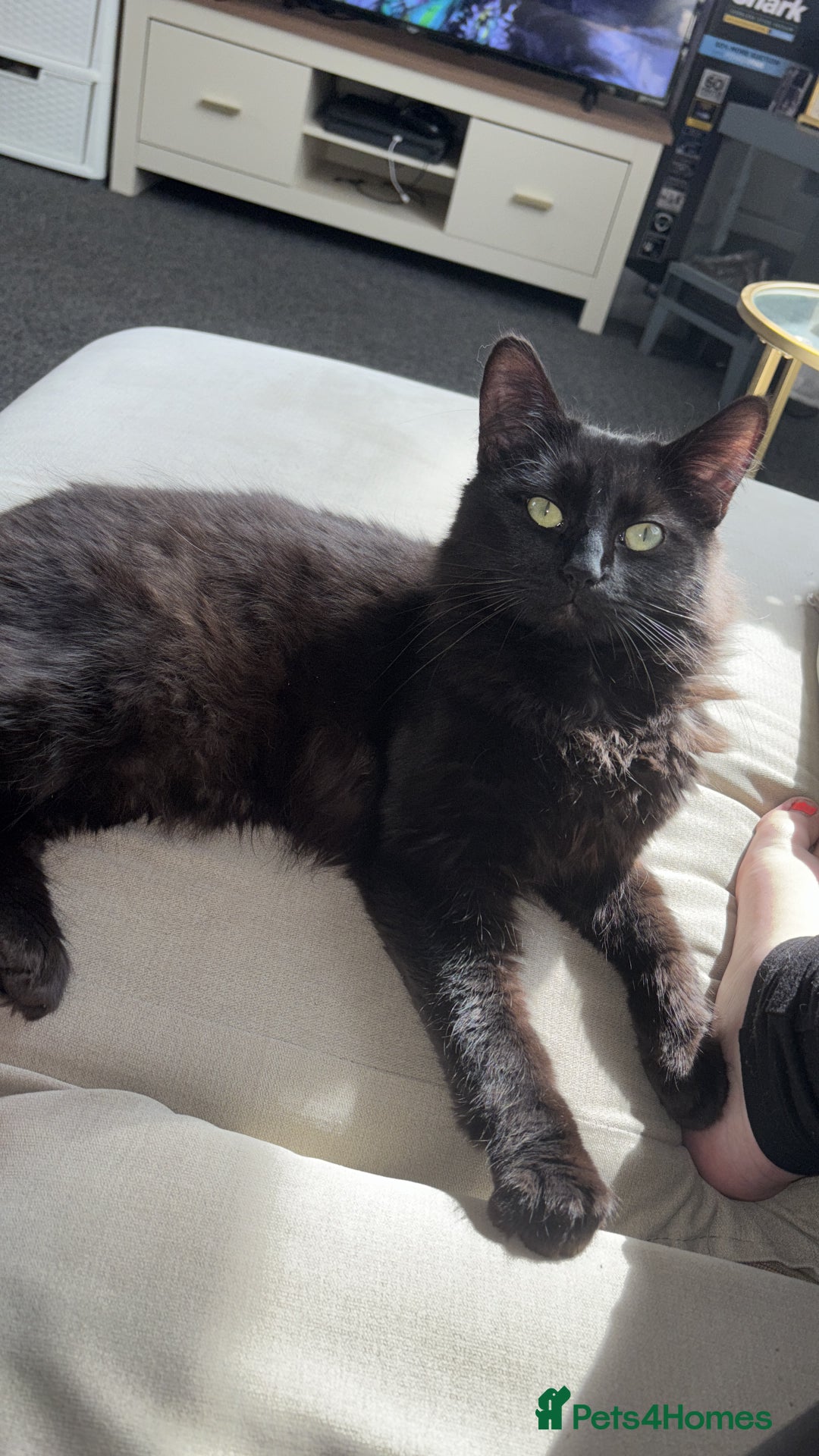 Mixed Breed cats for sale: 5 beautiful kittens looking for their forever home - Image 16