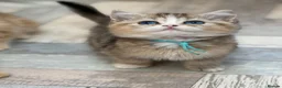 British Shorthair cats for sale: British shorthair/longhair golden kittens  - Advert 1