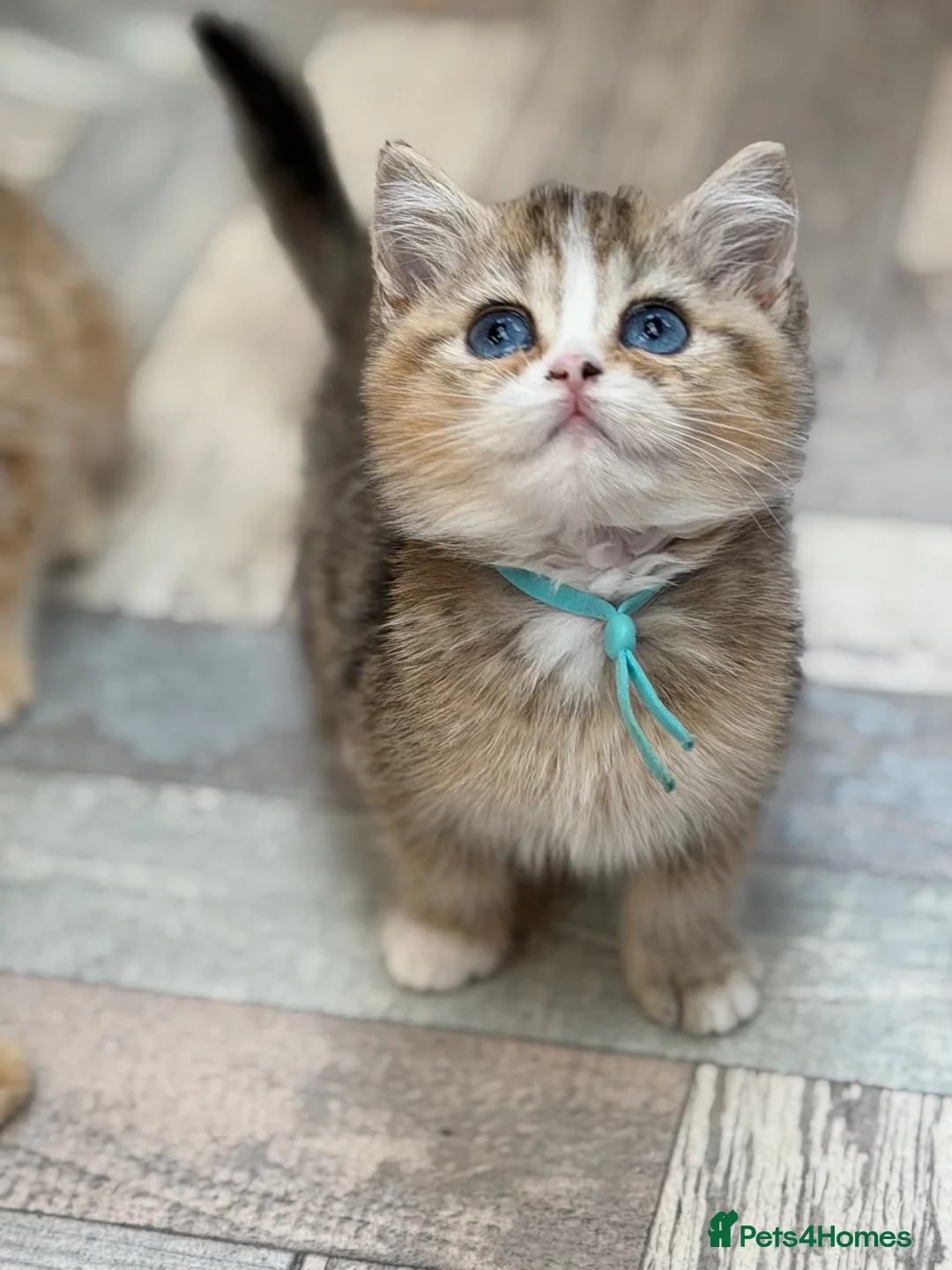 British Shorthair cats for sale: British shorthair/longhair golden kittens  - Advert 1
