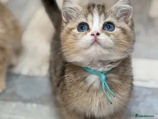 British Shorthair cats British shorthair/longhair golden kittens - Advert 1