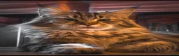 Maine Coon cats for sale: Gorgeous full breed Mainecoon kittens ready July  - Advert 18
