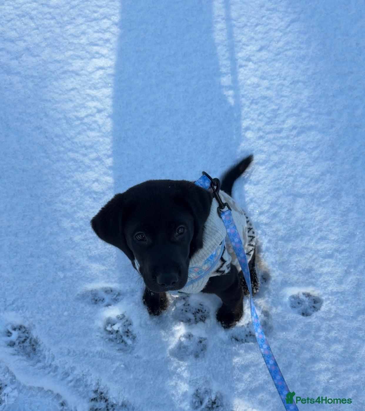 Labrador Retriever dogs Black beautiful lab  - Advert 4