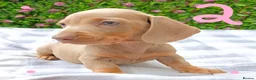 Miniature Dachshund dogs for sale: RAINBOW MINIS KC REG PRA CLEAR  - Advert 18