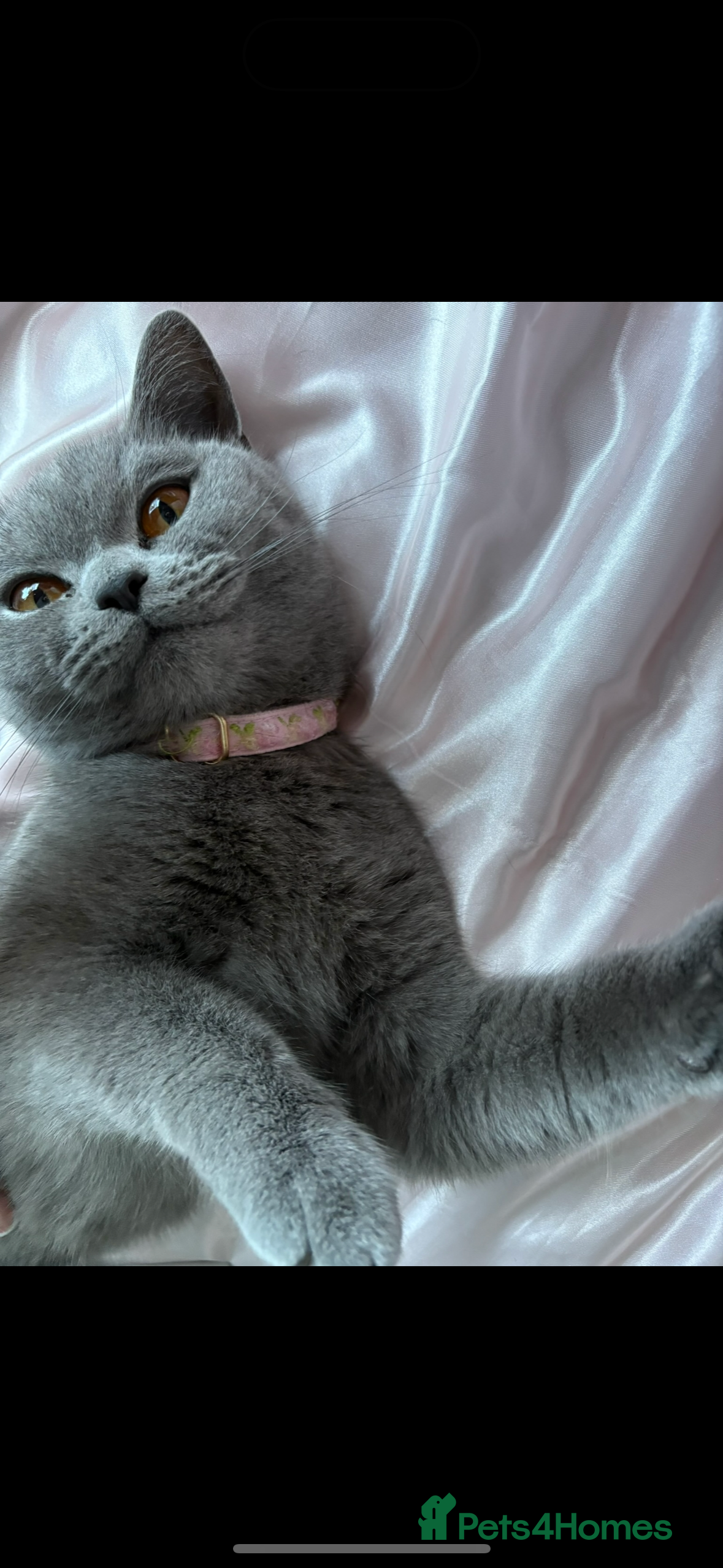 British Shorthair cats Ready now - blue British shorthair female cat sale - Advert 17