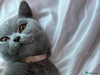 British Shorthair cats Ready now - blue British shorthair female cat sale - Advert 17