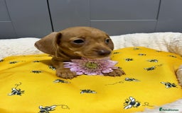 Miniature Dachshund dogs for sale: Min dachshund looking for their forever 🏡 - Image 13