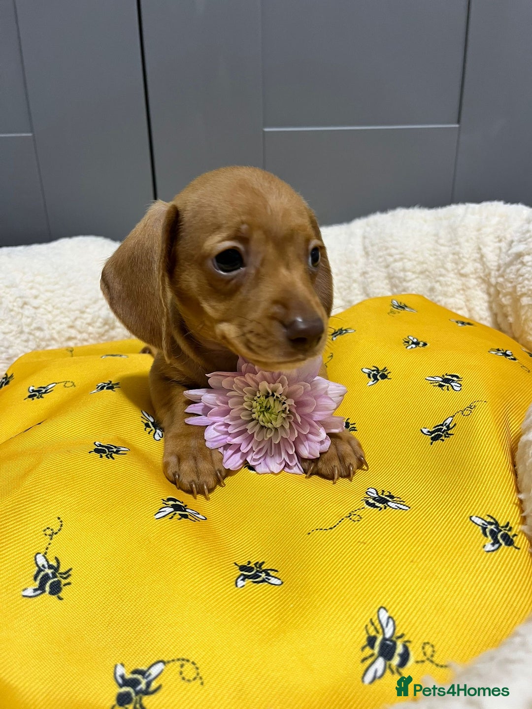 Miniature Dachshund dogs for sale: Min dachshund looking for their forever 🏡 - Image 13