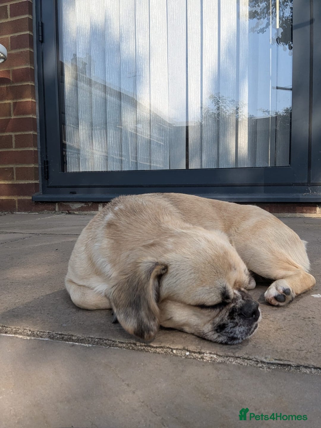 Puggle dogs for adoption: 💖🐶LOLA 2 -affectionate & sweet PugxFrenchie🐶💖 - Image 10