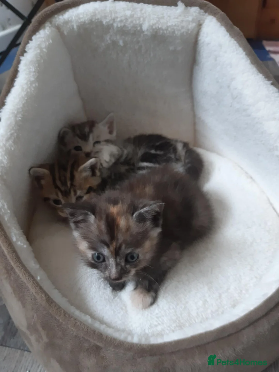Domestic Shorthair cats for sale: Lovely Litter Of Kittens - Advert 2