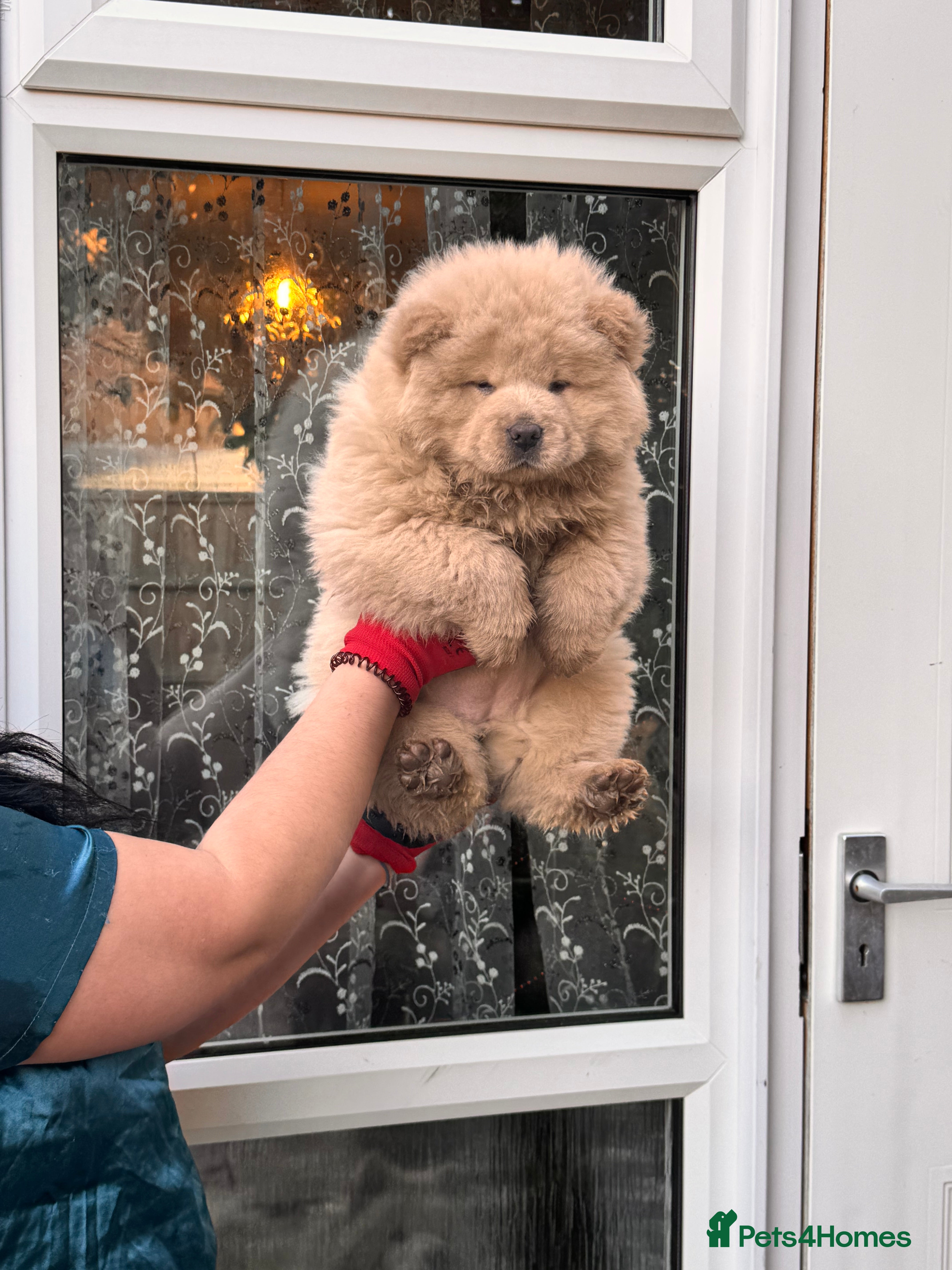 Chow Chow dogs Chow chow puppies  - Advert 1