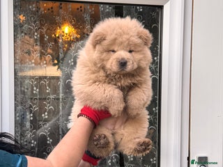 Chow Chow dogs Chow chow puppies - Advert 1