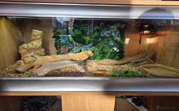 Bearded Dragon reptiles for sale: Male Bearded dragon and enclosure. - Image 4