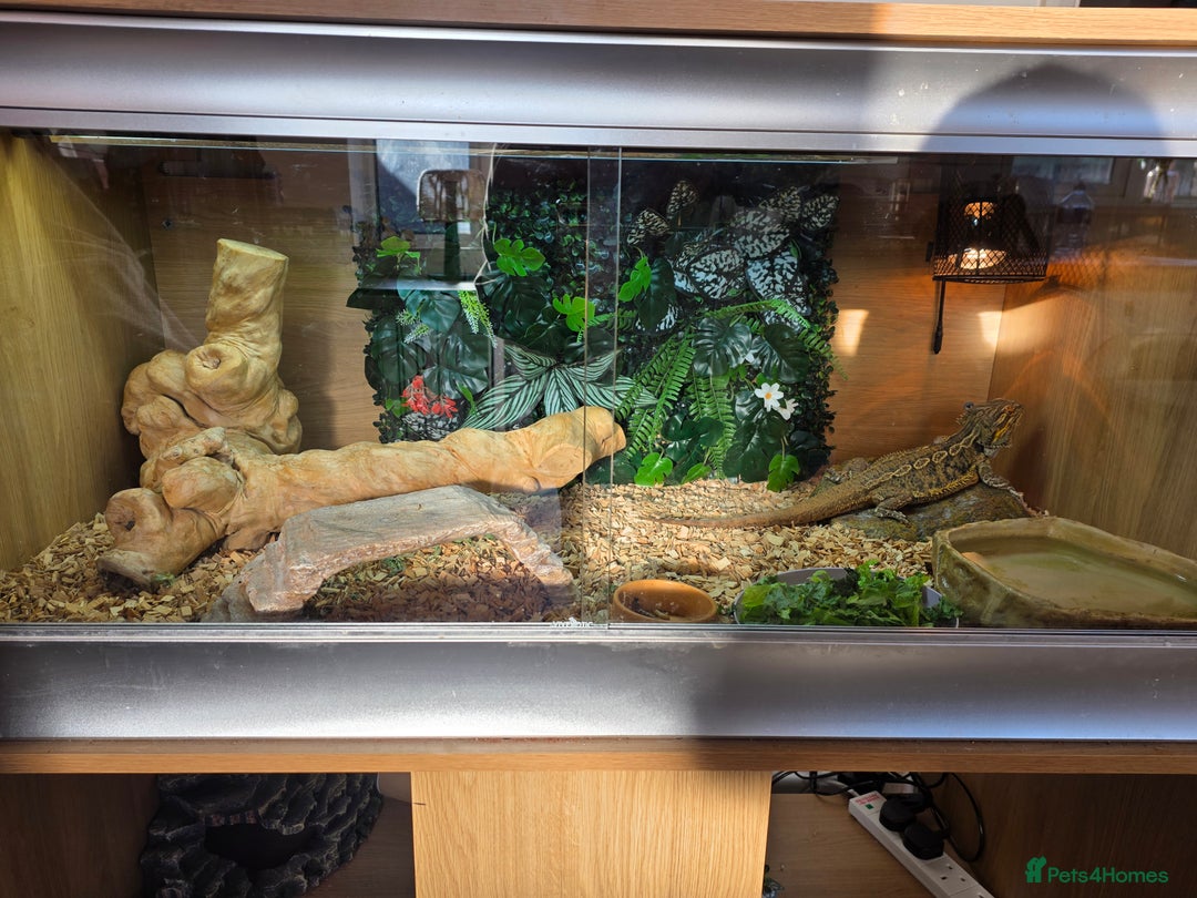Bearded Dragon reptiles for sale: Male Bearded dragon and enclosure. - Image 4