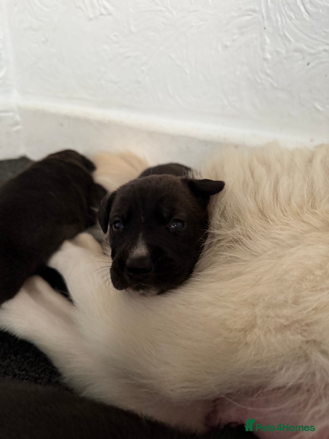 Mixed Breed dogs for sale: Great Dane X German Shepherd’s  - Image 3