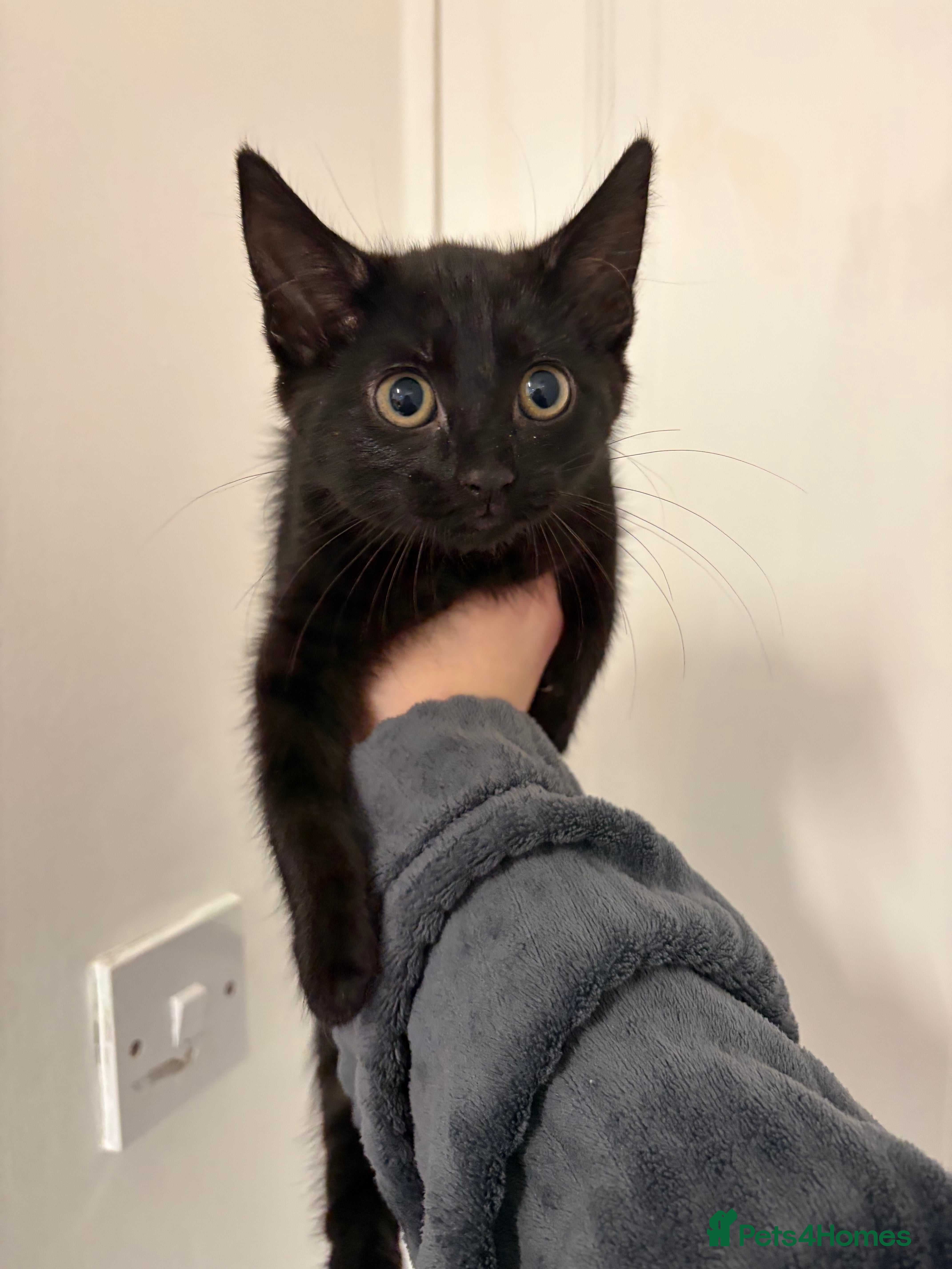 Mixed Breed cats Female Black kitten for sale £120 - Advert 1