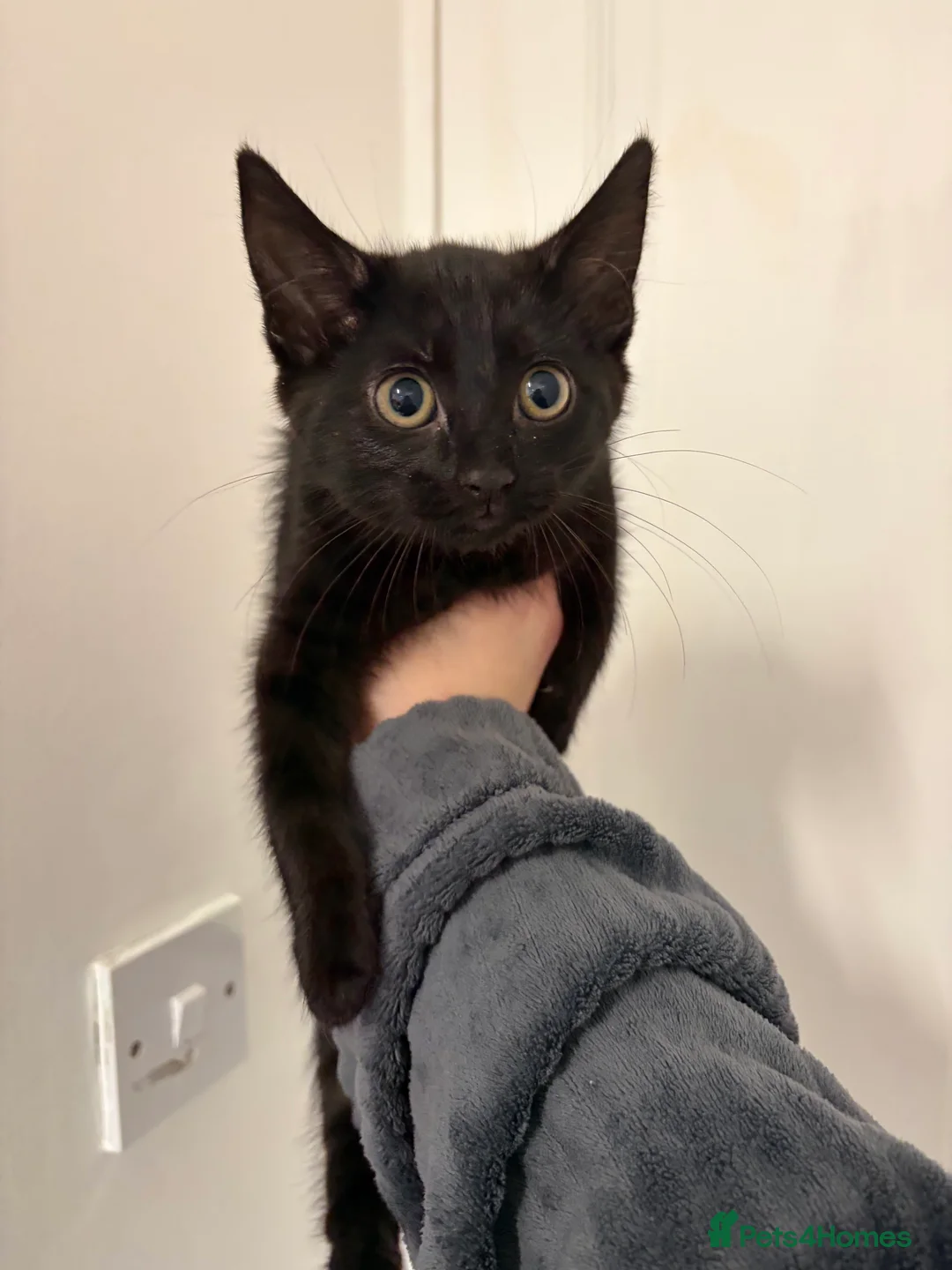 Mixed Breed cats for sale: Female Black kitten for sale £120 - Advert 1